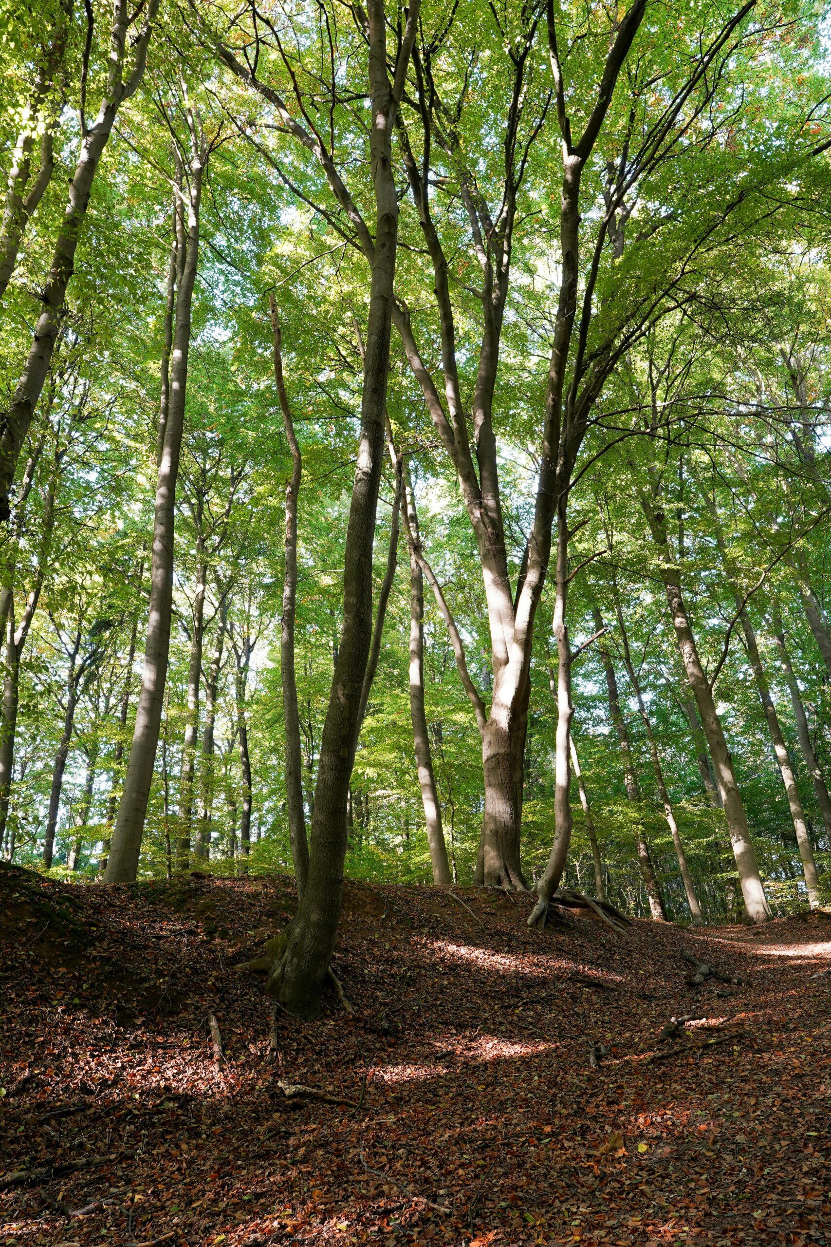Utslagen bokskog i ljusgrön vårskrud